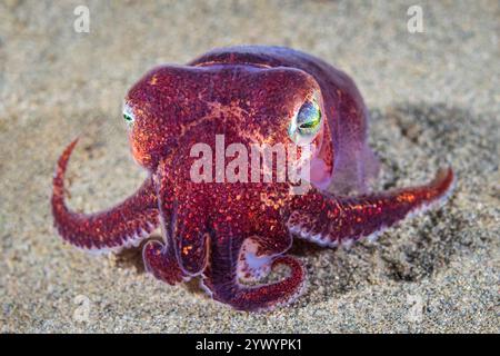 stubby squid, Rossia pacifica, a bobtail squid, Alki Junkyard, Puget Sound, Salish Sea, Seattle, Washington, USA, Pacific Ocean Stock Photo