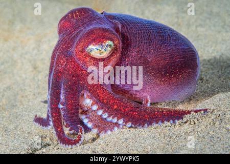 stubby squid, Rossia pacifica, a bobtail squid, Alki Junkyard, Puget Sound, Salish Sea, Seattle, Washington, USA, Pacific Ocean Stock Photo