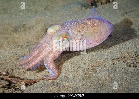 stubby squid, Rossia pacifica, a bobtail squid, Alki Junkyard, Puget Sound, Salish Sea, Seattle, Washington, USA, Pacific Ocean Stock Photo