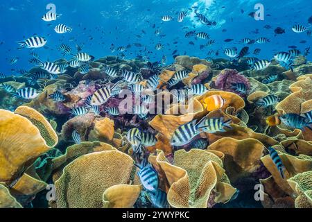 cabbage coral, Turbinaria mesenterina, with a colony of egg laying scissortail sergeant or striptailed damselfish, Abudefduf sexfasciatus, (social bre Stock Photo