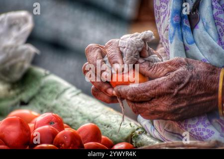 An old street vendor woman cleaning tomato somewhere in Delhi.  Photo: Umar Dar Stock Photo