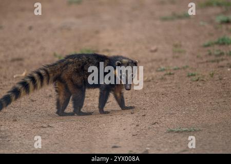 A Coati, genera Nasua and Nasuella, also known as coatimundi near the Piuval Lodge in the Northern Pantanal, State of Mato Grosso, Brazil. Stock Photo