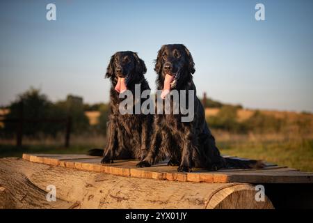 Two Flatcoated Retrievers in the Sunset Stock Photo