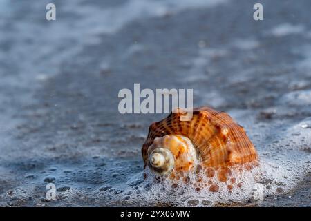 A shell is laying on the sand. The shell is brown and has a small hole in the center Stock Photo