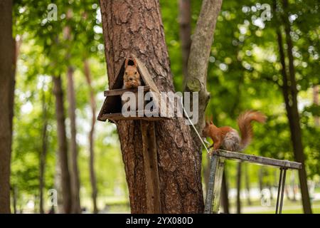 Two playful red squirrels interacting on a tree in a forest park, one inside a handmade triangular wooden feeder and the other climbing nearby Stock Photo