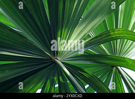 Swamp Palm Fan, Licuala paludosa, Araceae. Tropical Asia. Licuala is a genus of palms, in the tribe Trachycarpeae, commonly found in tropical forests. Stock Photo