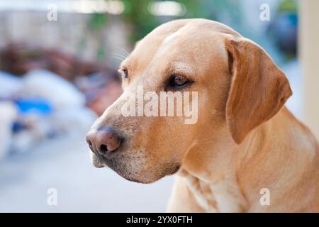 Portrait of family dog sitting looking in distance. Stock Photo