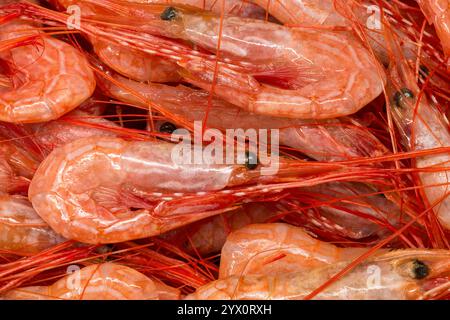 A detailed close-up image showcasing fresh raw shrimps with a focus on texture and natural color, highlighting their culinary appeal. Stock Photo