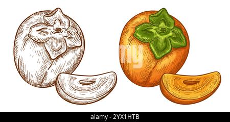Sharon persimmon, japanese kaki apple, asian exotic orange juicy fruit  slice. Chinese garden plant. Healthy food. Botanical outline engraving sketch Stock Vector
