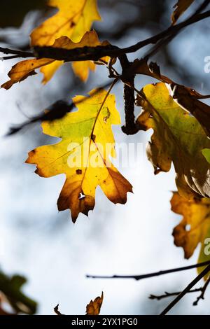 Photo of colorful yellow oak leaf on tree  at Hidden Falls Regional Park in the Sierra Nevada Foothills. Stock Photo