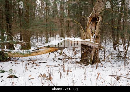 Wisconsin tree split apart by wind damage, horizontal Stock Photo