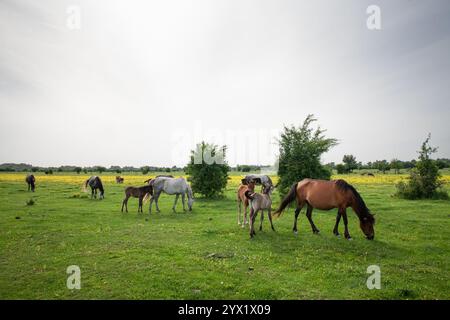 Horses and foals graze freely in lush pasture, illustrating Serbian agriculture & rural tradition. The scenic landscape reflects peaceful harmony with Stock Photo