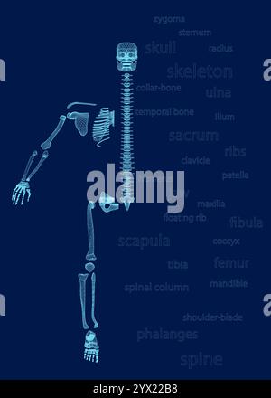 Appendicular skeleton with human body skeletal system parts outline diagram, blue background. Labeled educational scheme with shoulder and pelvic gird Stock Vector