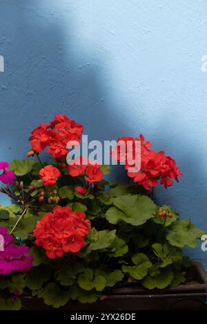 Jiquilpan, Michoacán, Mexico- December 24, 2023: Morning light shines on a red geranium flower against a blue wall. Stock Photo