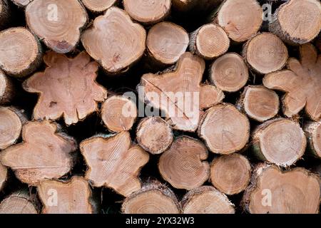 Stack of felled trees pattern. UK Stock Photo