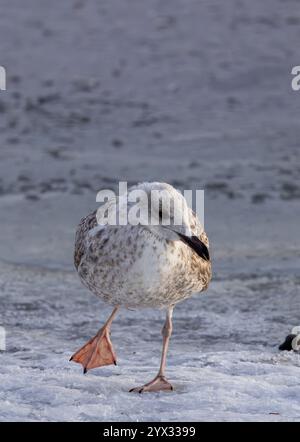 Juvenile common gull Stock Photo