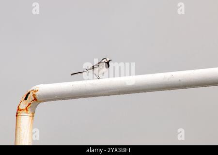 Drangsnes Iceland, white wagtail standing on a wet railing Stock Photo