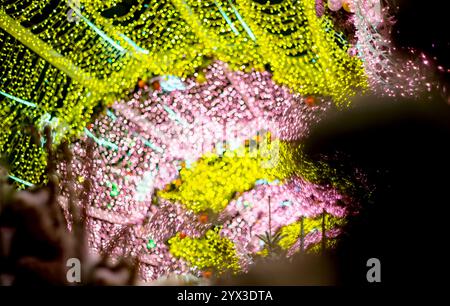 glowing colorful Christmas lights on black background, overlay Stock Photo