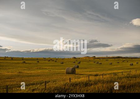 Hay bales in a golden field in the foothills of Alberta, Canada Stock Photo