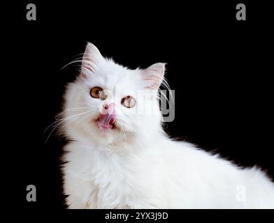 Cute Cat Licking Its Mouth Stock Photo