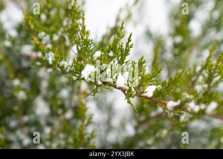 Snow Covered Pine Tree Branches Stock Photo
