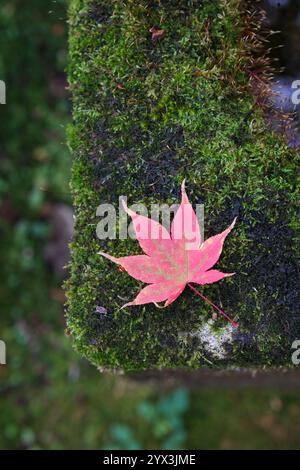 A red maple leaf lies on a bed of moss in Autumn. Stock Photo