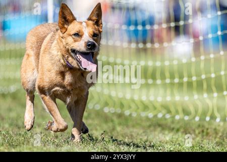 Australian Cattle Dog Red Heeler Running Lure Course Sprint Dog Sport Stock Photo