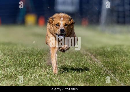 Australian Cattle Dog Red Heeler Running Lure Course Sprint Dog Sport Stock Photo