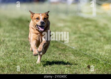 Australian Cattle Dog Red Heeler Running Lure Course Sprint Dog Sport Stock Photo