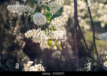 Bird cherry blossoms bathed in golden sunlight, showcasing the delicate beauty of springtime nature Stock Photo