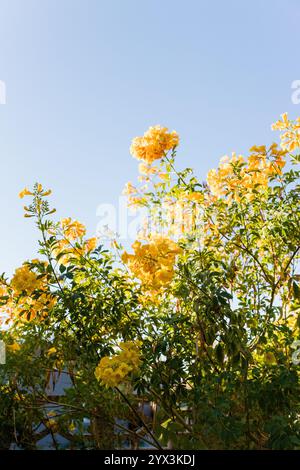 Html Blue yellow flowers branches under the blue sky evening Stock Photo - Alamy