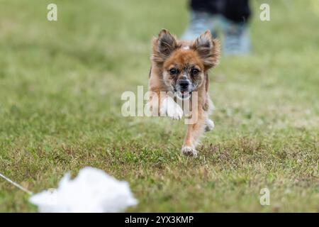 All American Mixed Breed Mutt Running Lure Course Sprint Dog Sport Stock Photo