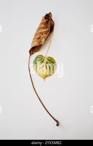 Two dry leaves of different colours Stock Photo