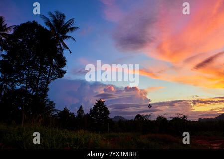 Silhouette of dramatic sky in forest during sunset Stock Photo