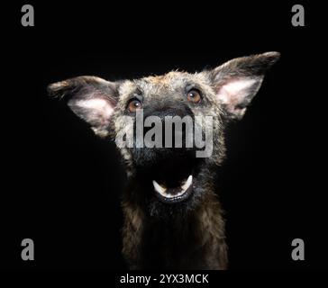 Portrait rescued mixed-breed dog with happy expression face. Isolated on black background Stock Photo