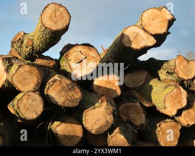 Pile of felled tree trunks on a farm in my home village of Lower Radley in Oxfordshire, England. . You can find abstract beauty or interesting shapes Stock Photo