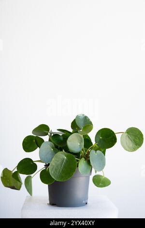 Close up of Pilea peperomioides indoor plant, also called the Chinese money plant growing in a pot with a white wall background Stock Photo