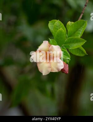 A lone Jamaican sunset flower on a rainy day with rain drops streaking across the image at Mangalore in Karnataka, India. Also called Allamanda Cathar Stock Photo