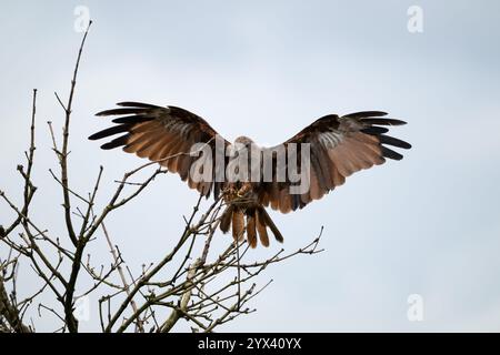 A juvenile Brahminy kite coming to land on the branches of a dead with a bright white sky background. They are also called Haliastur indus. Stock Photo