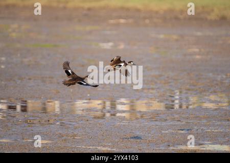 Pair of Andaman Teal in flight with their wings spread over a field during the day on the south of the Andaman Islands. They are also called Anas albo Stock Photo