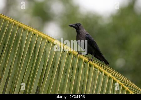 A lone House crow perched on a coconut palm frond on a rainy day. They are also called Corvus splendens. Stock Photo
