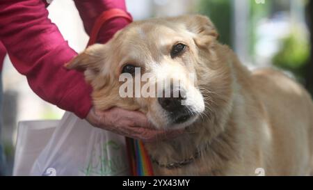 closeup of hands of elderly woman petting and hugging her golden retriever dog on the street Stock Photo