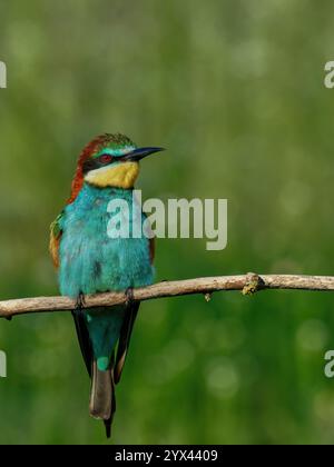 European Bee-eater sitting on a stick. Stock Photo