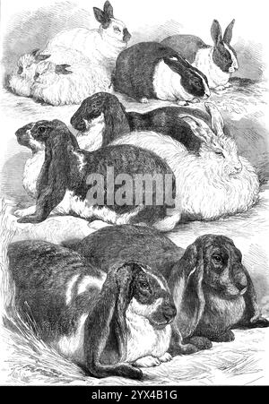 Prize rabbits at the Crystal Palace Show, 1872. 'The Crystal Palace annual poultry show, held during three days of last week, was the largest yet seen, comprising 3217 pens filled with poultry, pigeons, and rabbits...The rabbits consisted of the different lop-eared varieties, with Angoras, Himalayans, Patagonians, Abyssinians, and other foreigners. The animals of this species which gained some of the best prizes are shown in our Illustration. In front, at the bottom of the page, are two lop-eared rabbits; the first, grey and white, aged seven months...; the next, of a bluish smut colour, ten m Stock Photo