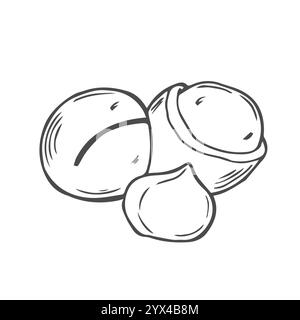 Vector macadamia nut illustration. Shelled and cracked macadamia nuts Stock Vector