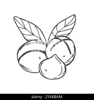 Vector macadamia nut illustration. Shelled and cracked macadamia nuts Stock Vector