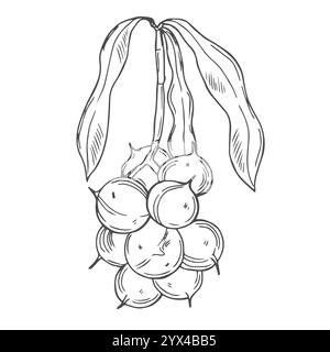 Macadamia Branch with Nuts Outline Stock Vector