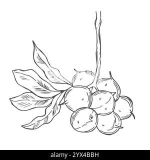 Macadamia Branch with Nuts Outline Stock Vector