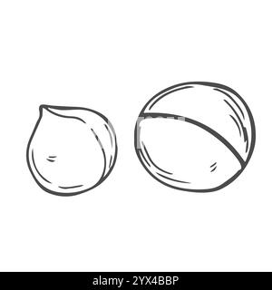 Vector macadamia nut illustration. Shelled and cracked macadamia nuts Stock Vector
