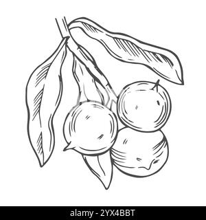 Macadamia Branch with Nuts Outline Stock Vector